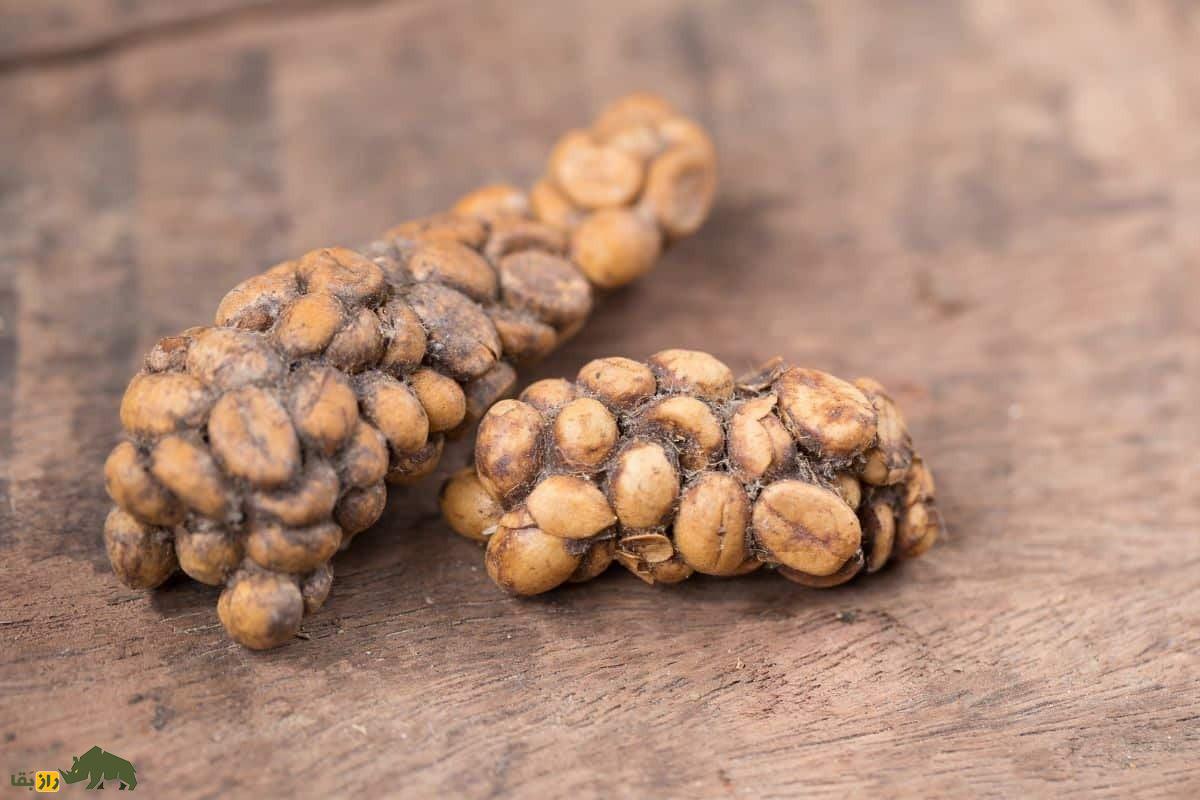 زُباد نخلی آسیایی؛ گربه‌ای که مدفوعش گران‌ترین قهوه دنیا با هر کیلو ۸۰ میلیون تومان است