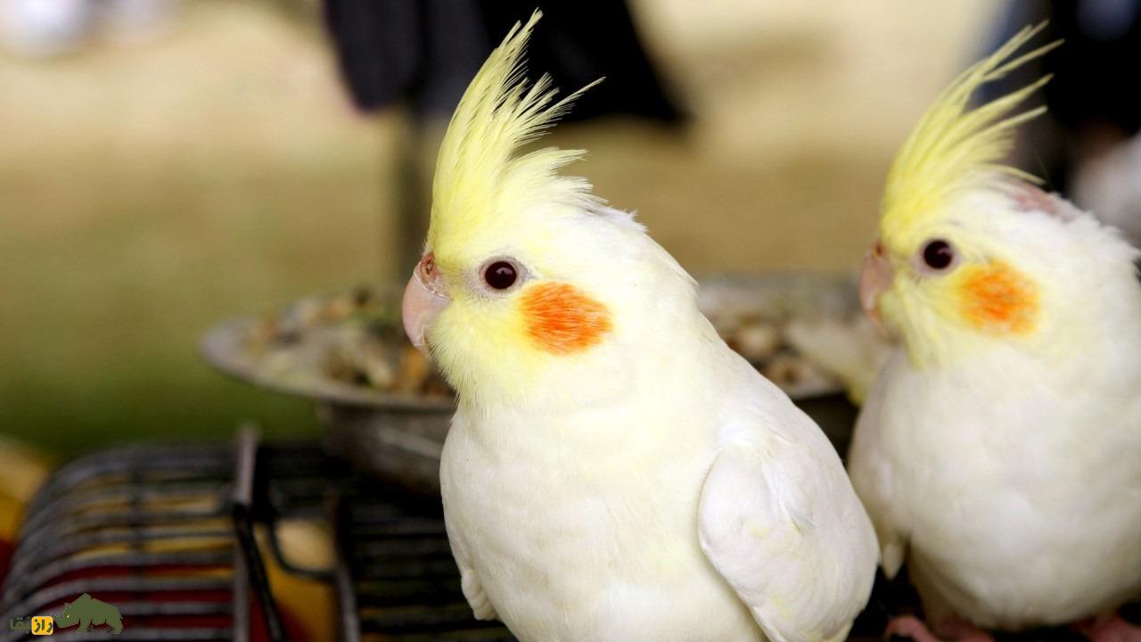 عروس هلندی لوتینو؛ پرنده استرالیایی زیبایی که کلهاش طاس است! عروس هلندی لوتینو؛ پرنده استرالیایی زیبایی که کلهاش طاس است!