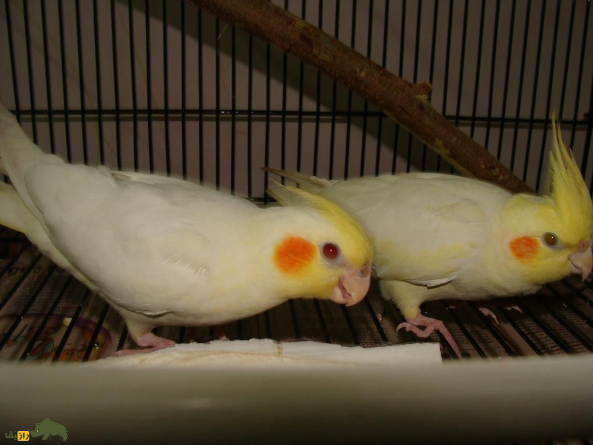 عروس هلندی لوتینو؛ پرنده استرالیایی زیبایی که کلهاش طاس است عروس هلندی لوتینو؛ پرنده استرالیایی زیبایی که کلهاش طاس است