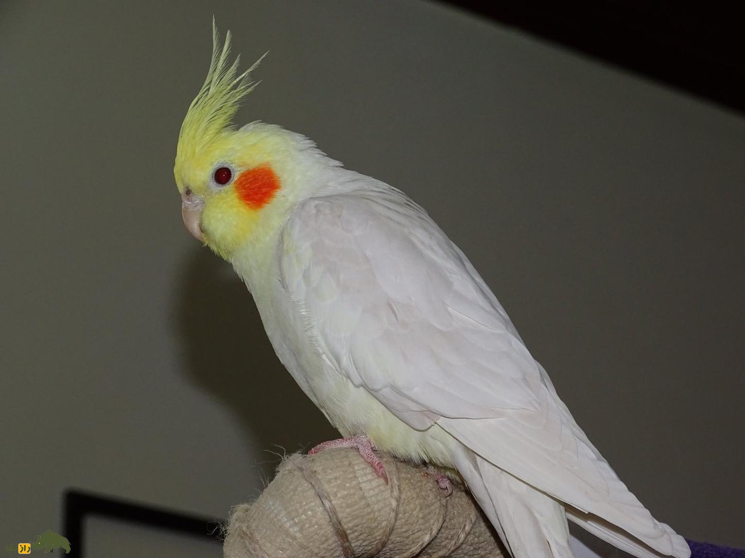 عروس هلندی لوتینو؛ پرنده استرالیایی زیبایی که کلهاش طاس است عروس هلندی لوتینو؛ پرنده استرالیایی زیبایی که کلهاش طاس است