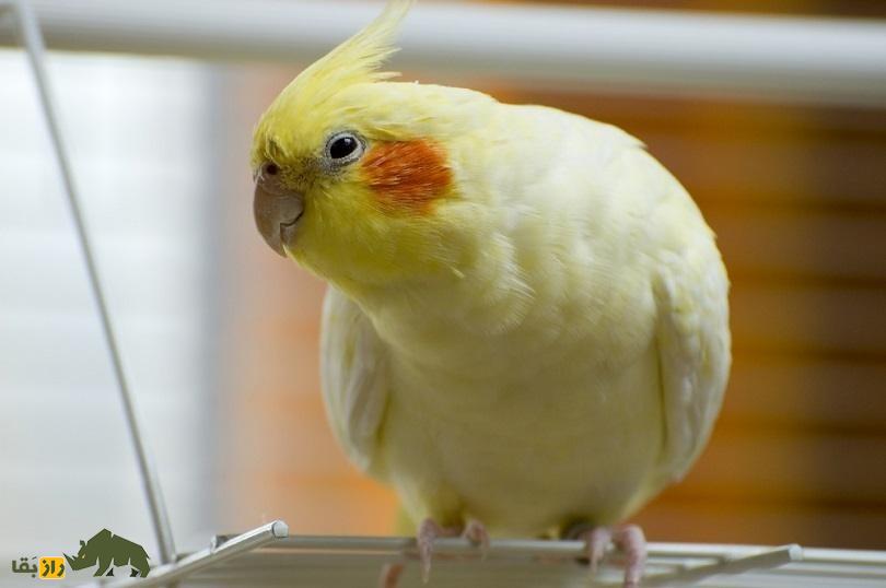 عروس هلندی لوتینو؛ پرنده استرالیایی زیبایی که کلهاش طاس است عروس هلندی لوتینو؛ پرنده استرالیایی زیبایی که کلهاش طاس است