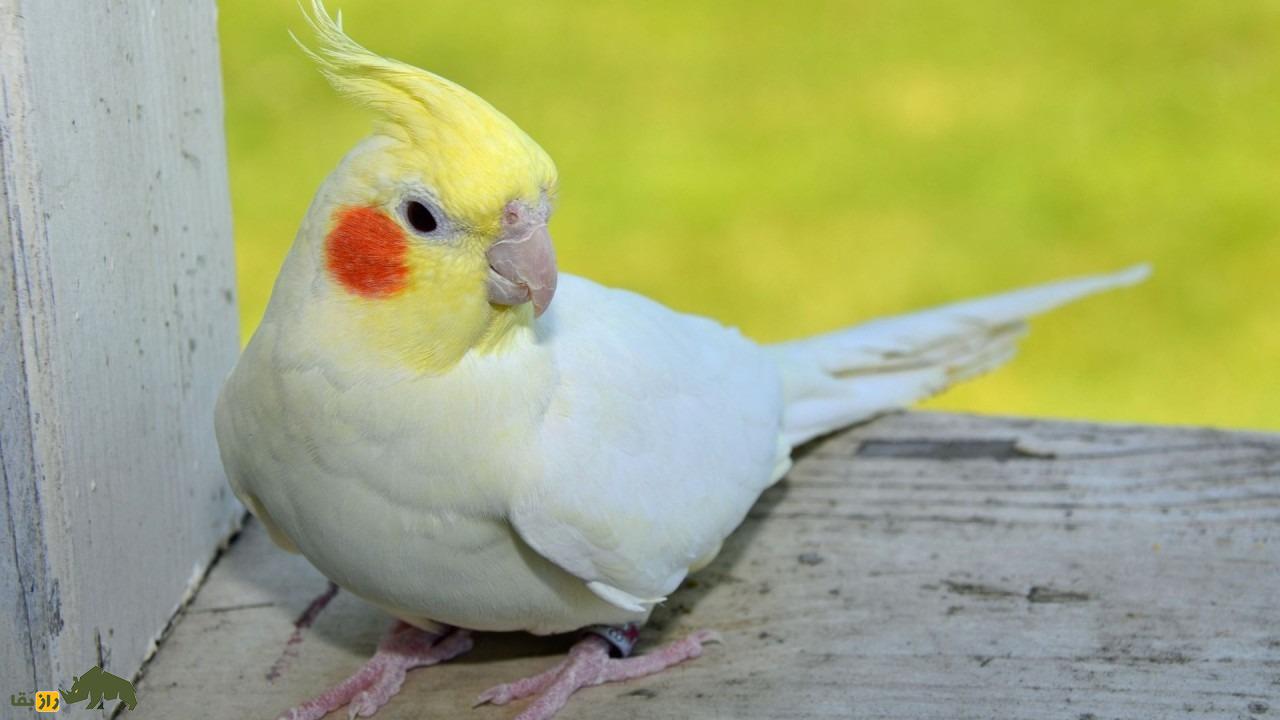 عروس هلندی لوتینو؛ پرنده استرالیایی زیبایی که کلهاش طاس است عروس هلندی لوتینو؛ پرنده استرالیایی زیبایی که کلهاش طاس است