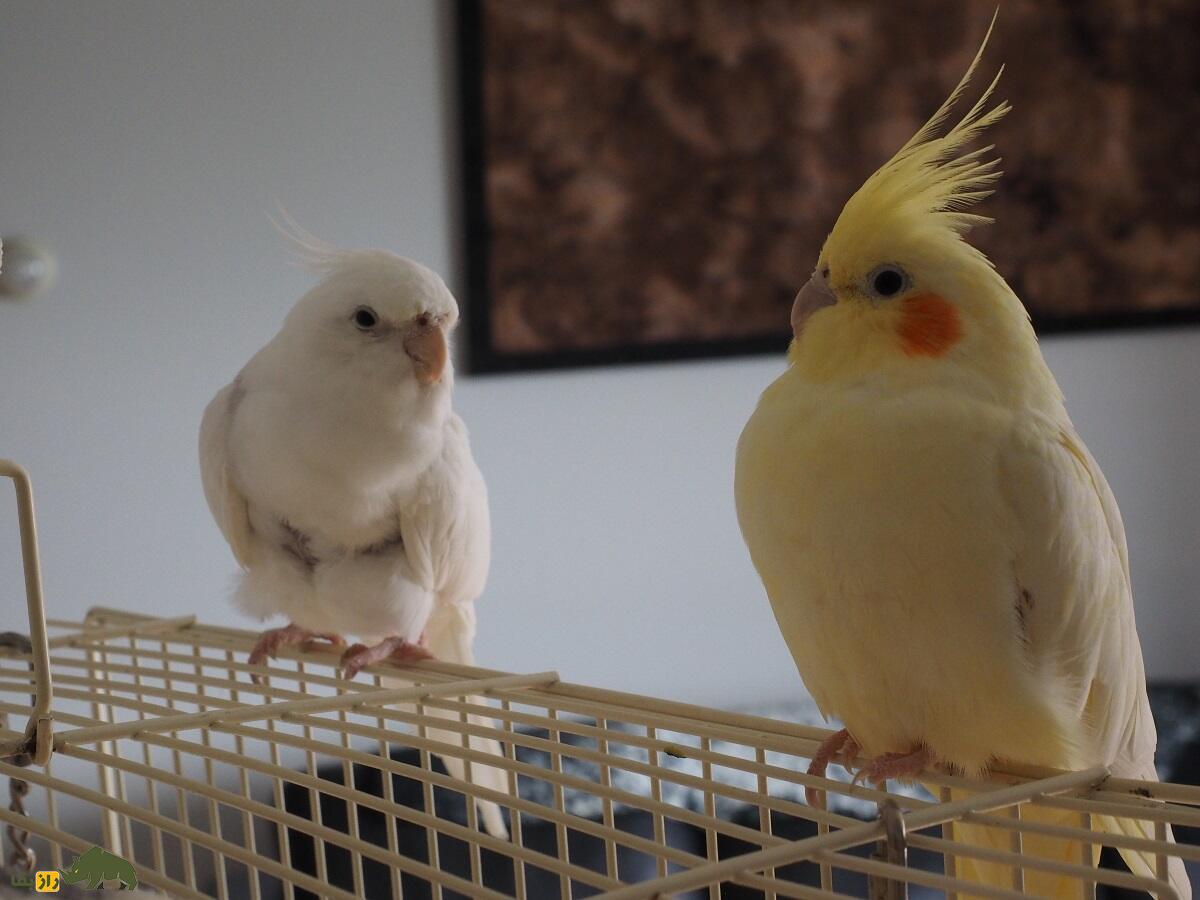 عروس هلندی لوتینو؛ پرنده استرالیایی زیبایی که کلهاش طاس است عروس هلندی لوتینو؛ پرنده استرالیایی زیبایی که کلهاش طاس است