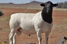 گوسفند «دورپِر»؛ گوسفندی با ریشه ایرانی که بهترین پوست جهان را دارد!