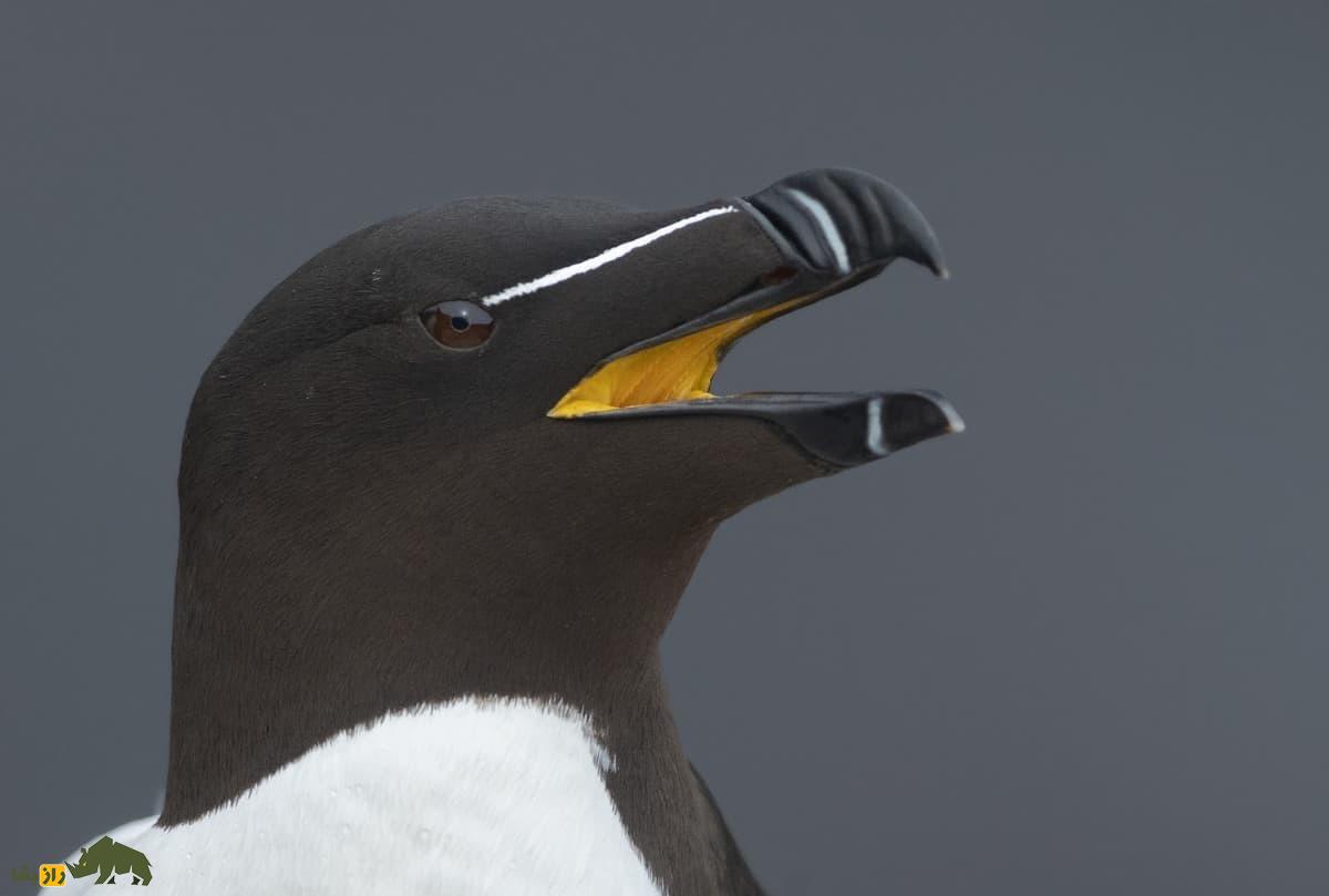 پنگوئن منقار تیغی؛ پرنده عجیبی که رابطه جنسی سه نفره دارد و در یک ماه ۸۰ بار جفت می‌شود