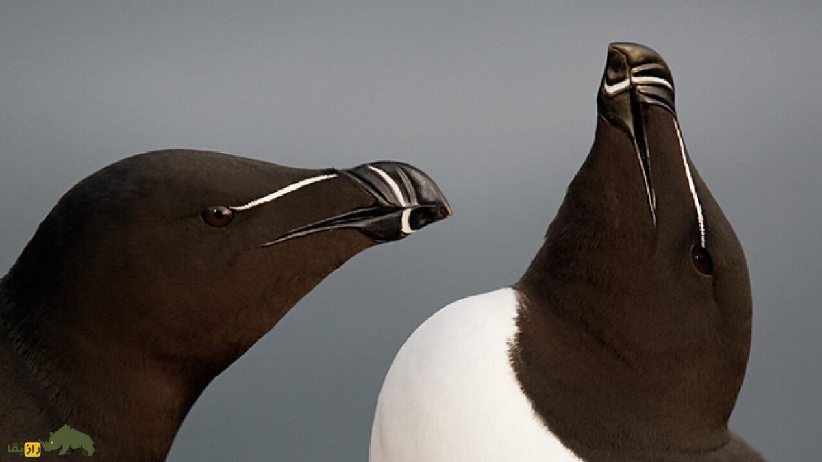 پنگوئن منقار تیغی؛ پرنده عجیبی که رابطه جنسی سه نفره دارد و در یک ماه ۸۰ بار جفت می‌شود