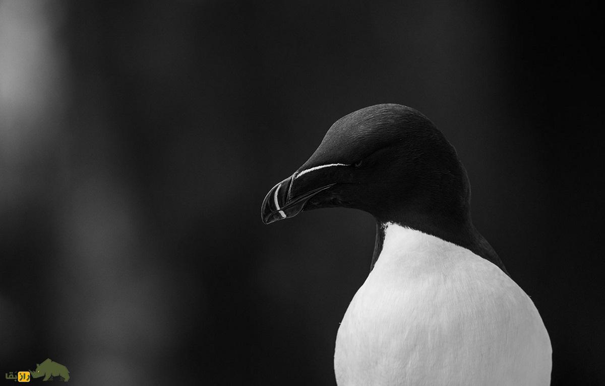 پنگوئن منقار تیغی؛ پرنده عجیبی که رابطه جنسی سه نفره دارد و در یک ماه ۸۰ بار جفت می‌شود