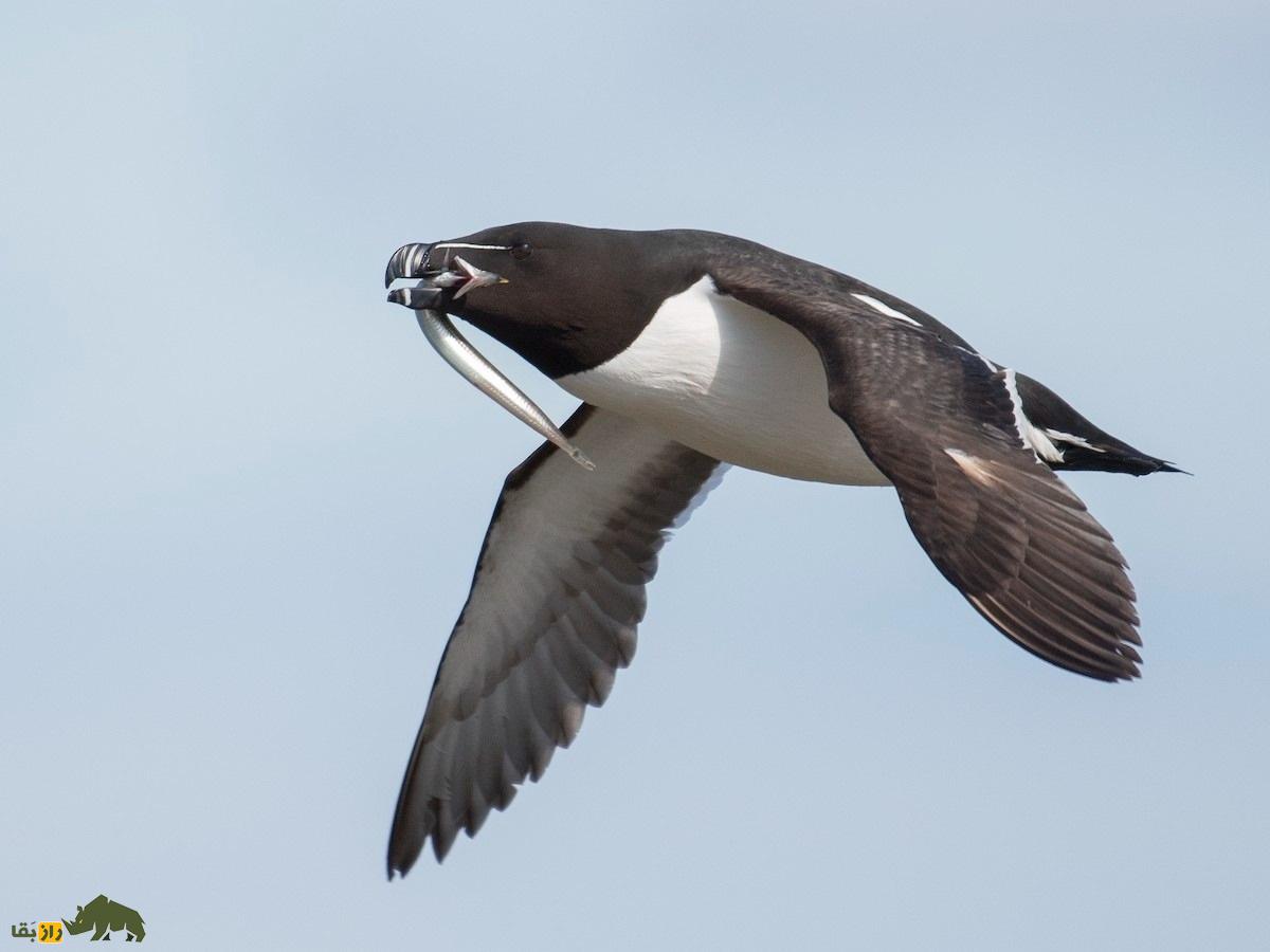 پنگوئن منقار تیغی؛ پرنده عجیبی که رابطه جنسی سه نفره دارد و در یک ماه ۸۰ بار جفت می‌شود
