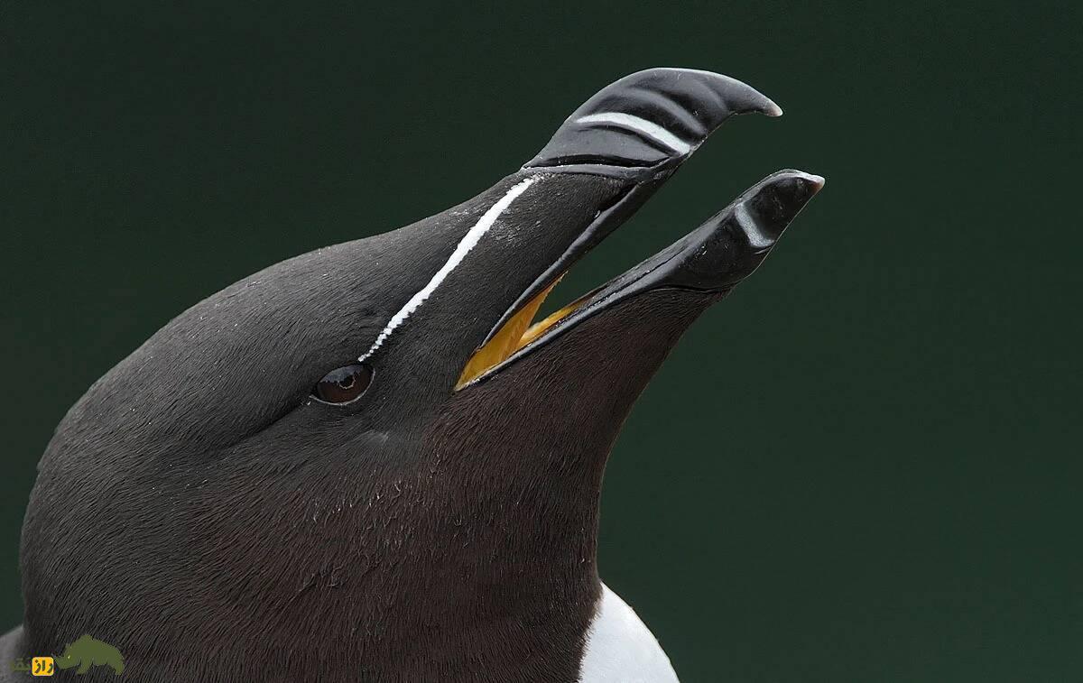 پنگوئن منقار تیغی؛ پرنده عجیبی که رابطه جنسی سه نفره دارد و در یک ماه ۸۰ بار جفت می‌شود
