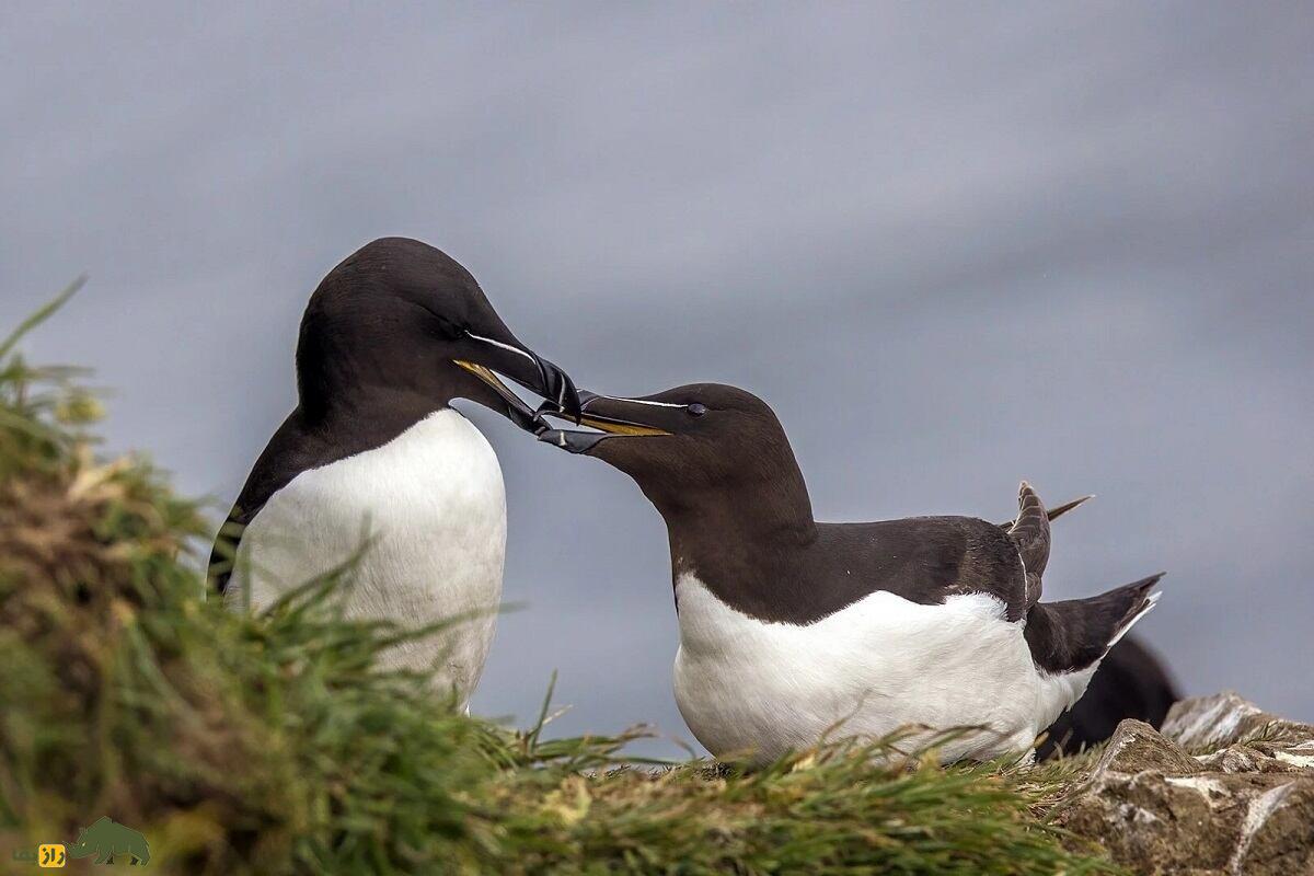 پنگوئن منقار تیغی؛ پرنده عجیبی که رابطه جنسی سه نفره دارد و در یک ماه ۸۰ بار جفت می‌شود