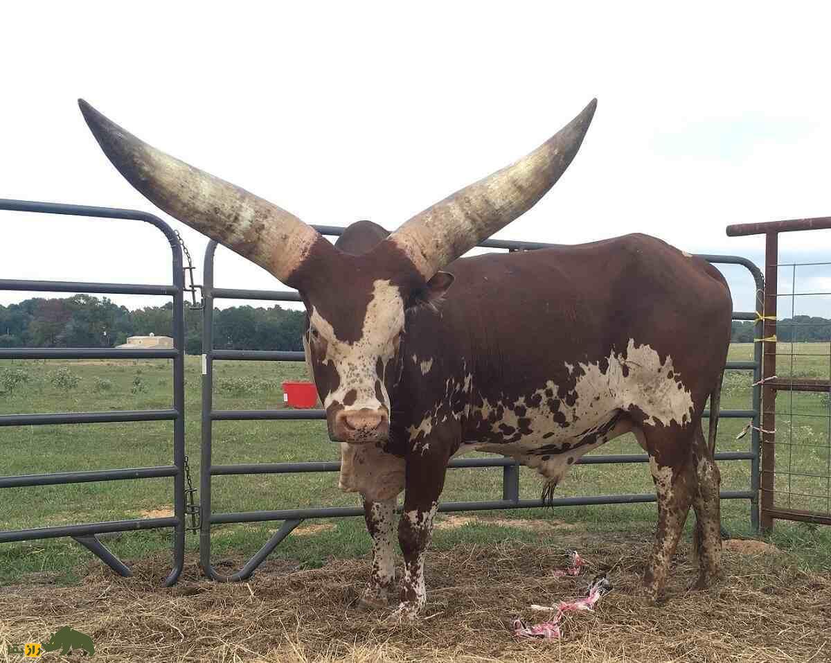 آنکول؛ گاو آفریقایی با بزرگترین شاخ دنیا که طول شاخش بیش از یک متر است آنکول؛ گاو آفریقایی با بزرگترین شاخ دنیا که طول شاخش بیش از یک متر است