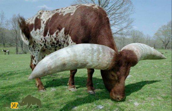 گاو آنکول؛ گاو آفریقایی با بزرگترین شاخ دنیا که دور شاخش بیش از یک متر است گاو آنکول؛ گاو آفریقایی با بزرگترین شاخ دنیا که دور شاخش بیش از یک متر است