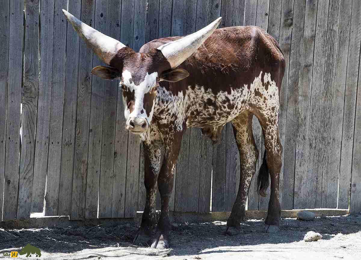 گاو آنکول؛ گاو آفریقایی با بزرگترین شاخ دنیا که دور شاخش بیش از یک متر است گاو آنکول؛ گاو آفریقایی با بزرگترین شاخ دنیا که دور شاخش بیش از یک متر است