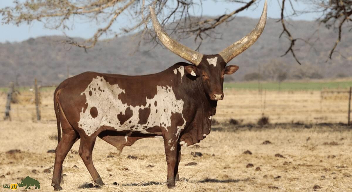 گاو آنکول؛ گاو آفریقایی با بزرگترین شاخ دنیا که دور شاخش بیش از یک متر است گاو آنکول؛ گاو آفریقایی با بزرگترین شاخ دنیا که دور شاخش بیش از یک متر است