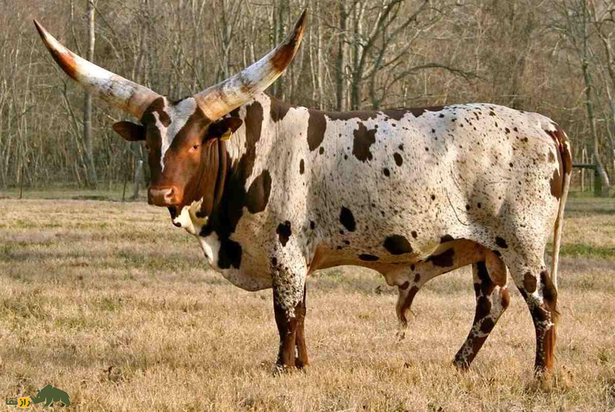 گاو آنکول؛ گاو آفریقایی با بزرگترین شاخ دنیا که دور شاخش بیش از یک متر است گاو آنکول؛ گاو آفریقایی با بزرگترین شاخ دنیا که دور شاخش بیش از یک متر است