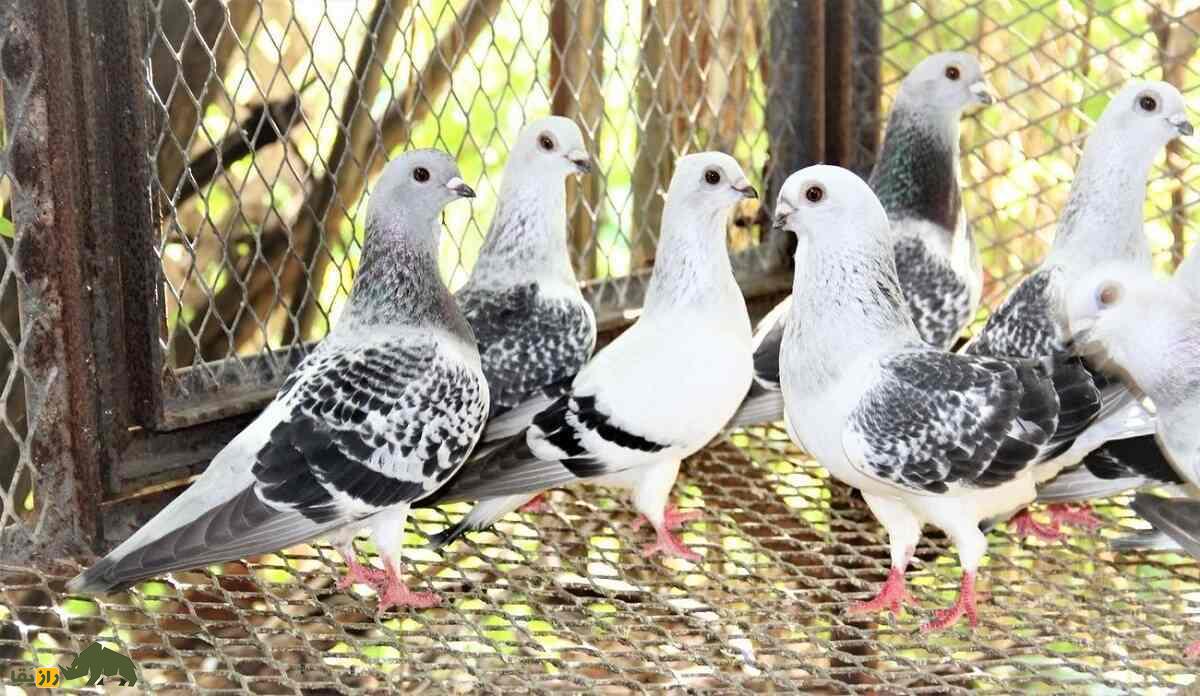 کبوتر دمشقی؛ کبوتر ۳ هزار ساله بسیار زیبا و عجیبی که گفته میشود ایرانی است کبوتر دمشقی؛ کبوتر ۳ هزار ساله بسیار زیبا و عجیبی که گفته میشود ایرانی است