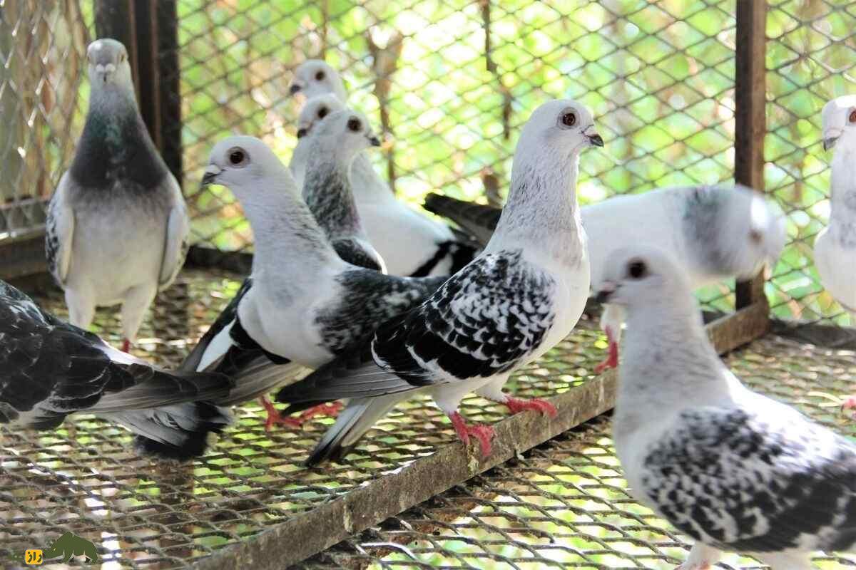 کبوتر دمشقی؛ کبوتر ۳ هزار ساله بسیار زیبا و عجیبی که گفته میشود ایرانی است کبوتر دمشقی؛ کبوتر ۳ هزار ساله بسیار زیبا و عجیبی که گفته میشود ایرانی است