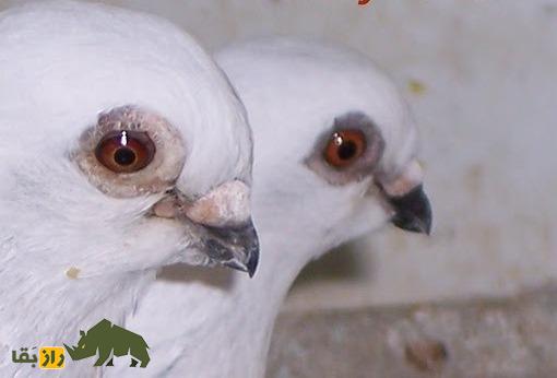کبوتر دمشقی؛ کبوتر ۳ هزار ساله بسیار زیبا و عجیبی که گفته میشود ایرانی است کبوتر دمشقی؛ کبوتر ۳ هزار ساله بسیار زیبا و عجیبی که گفته میشود ایرانی است