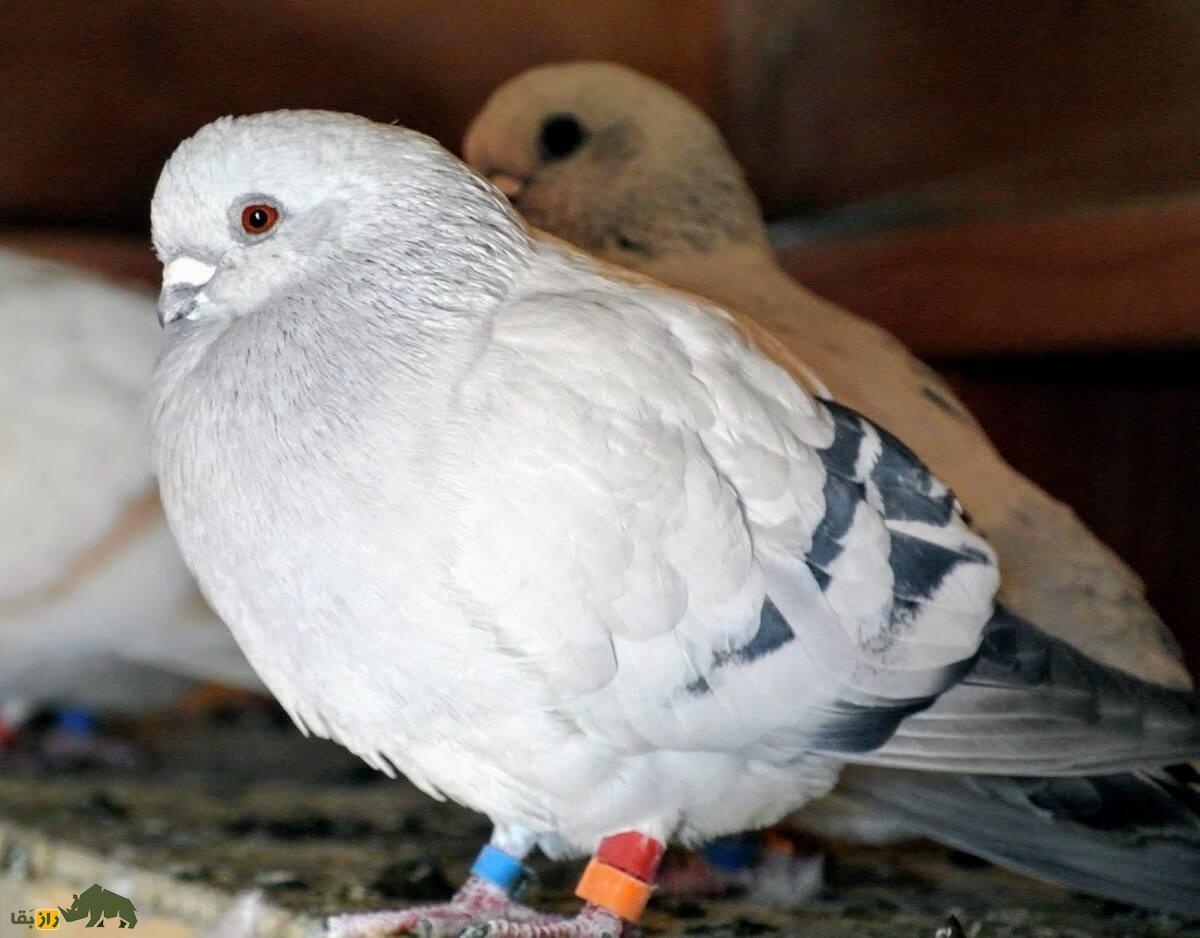 کبوتر دمشقی؛ کبوتر ۳ هزار ساله بسیار زیبا و عجیبی که گفته میشود ایرانی است کبوتر دمشقی؛ کبوتر ۳ هزار ساله بسیار زیبا و عجیبی که گفته میشود ایرانی است