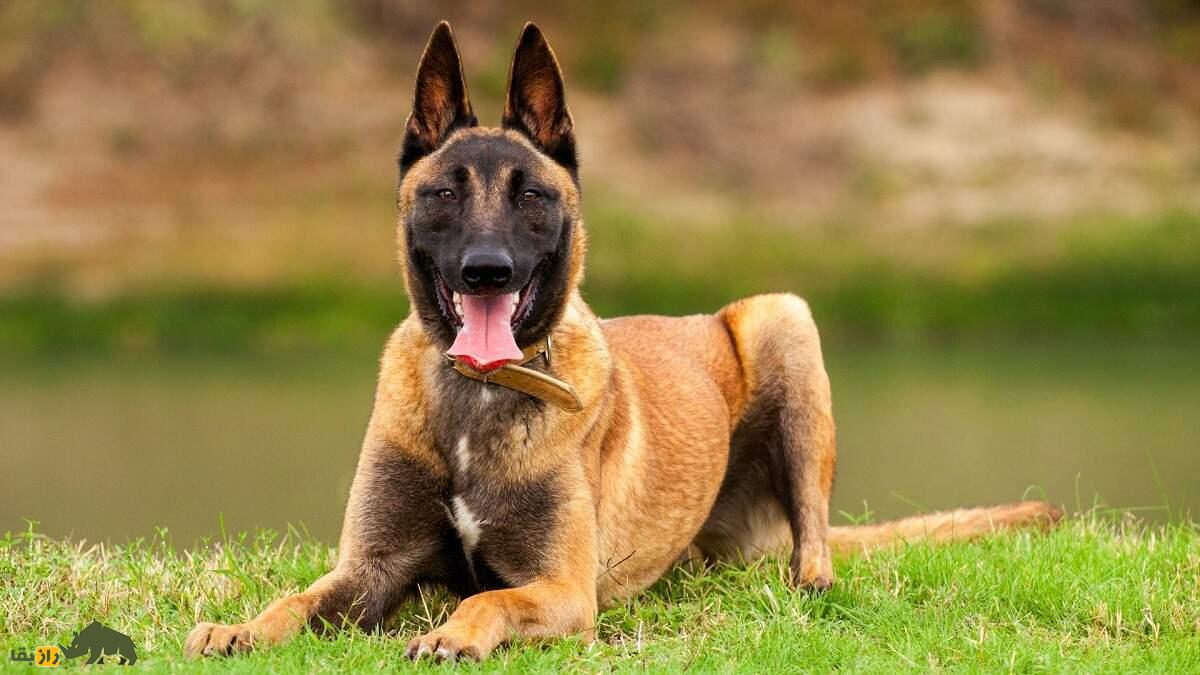 مالینویز بلژیکی؛ سگ پلیس قدرتمند و باهوشی که بن لادن را پیدا کرد و ترامپ عاشقش است