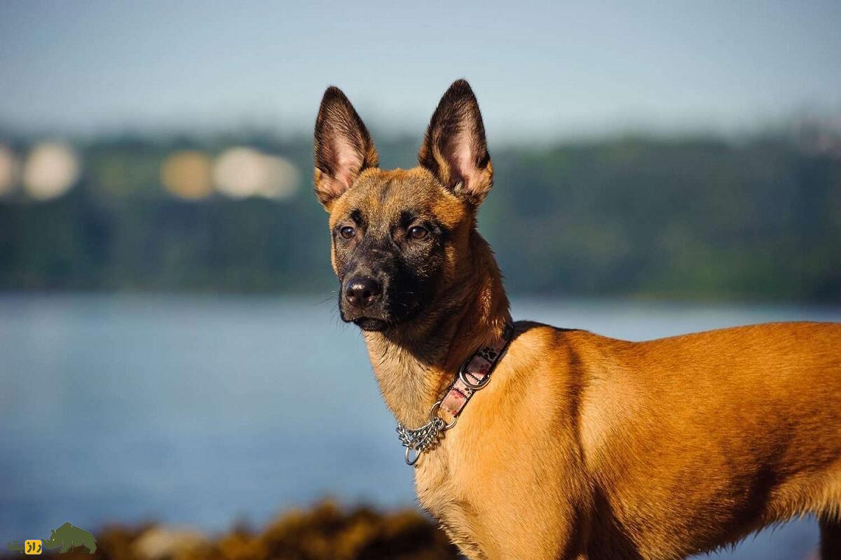 مالینویز بلژیکی؛ سگ پلیس قدرتمند و باهوشی که بن لادن را پیدا کرد و ترامپ عاشقش است