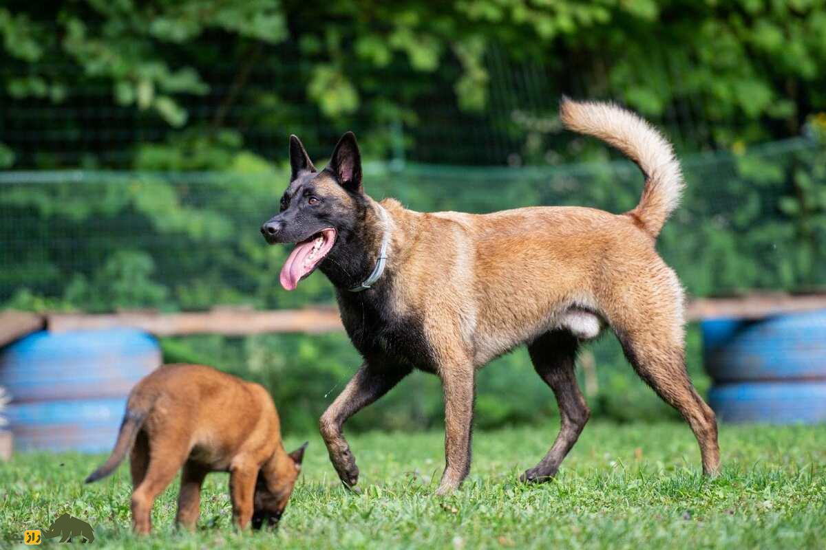 مالینویز بلژیکی؛ سگ پلیس قدرتمند و باهوشی که بن لادن را پیدا کرد و ترامپ عاشقش است