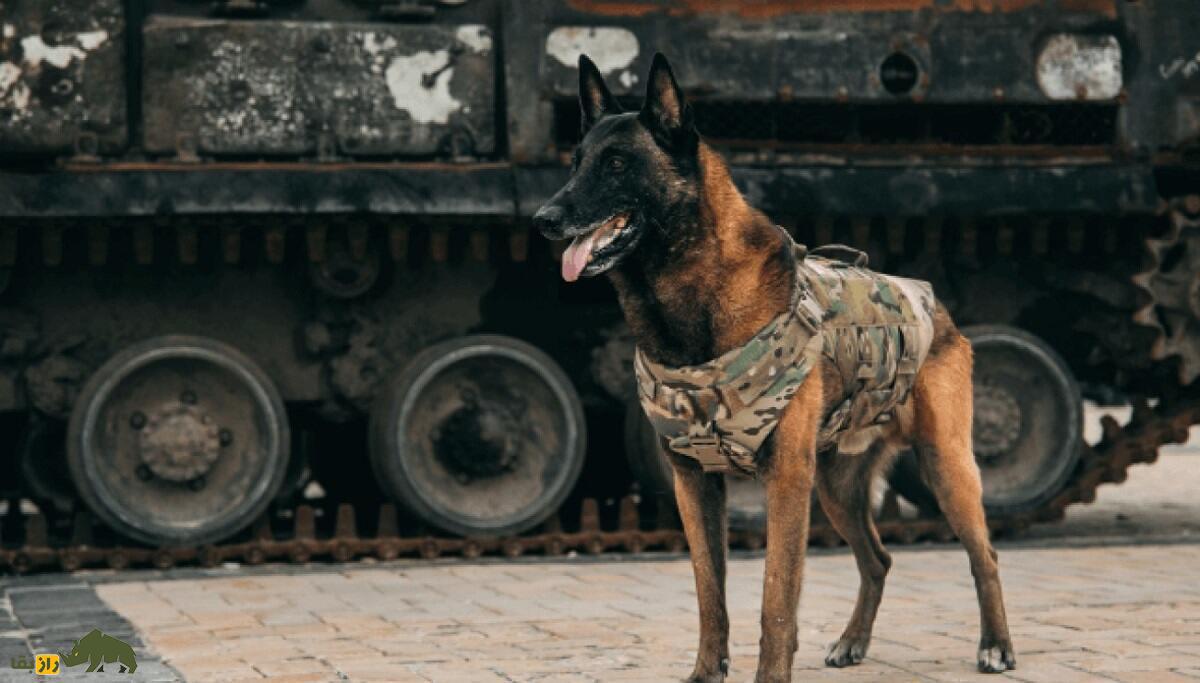 مالینویز بلژیکی؛ سگ پلیس قدرتمند و باهوشی که بن لادن را پیدا کرد و ترامپ عاشقش است