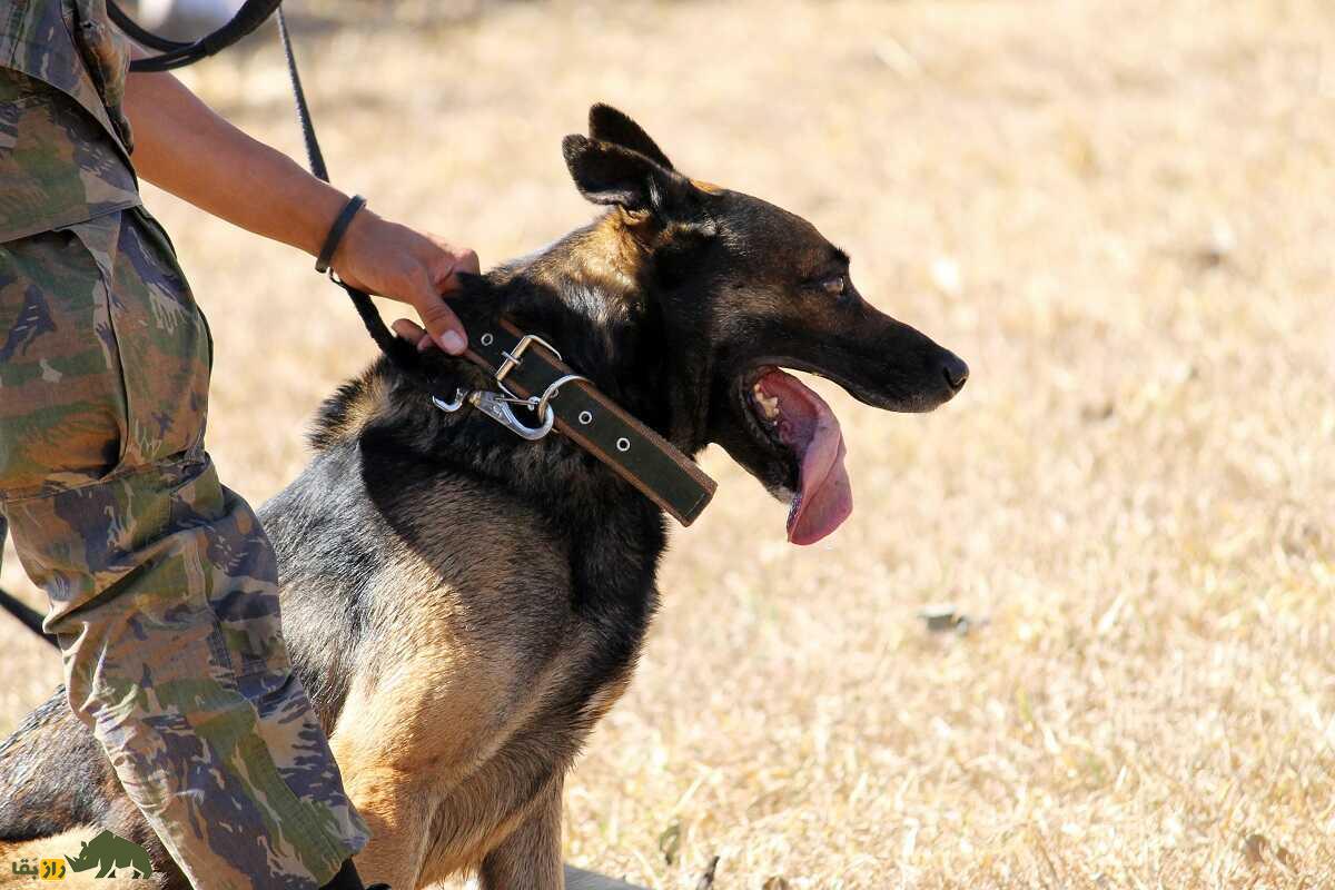 مالینویز بلژیکی؛ سگ پلیس قدرتمند و باهوشی که بن لادن را پیدا کرد و ترامپ عاشقش است