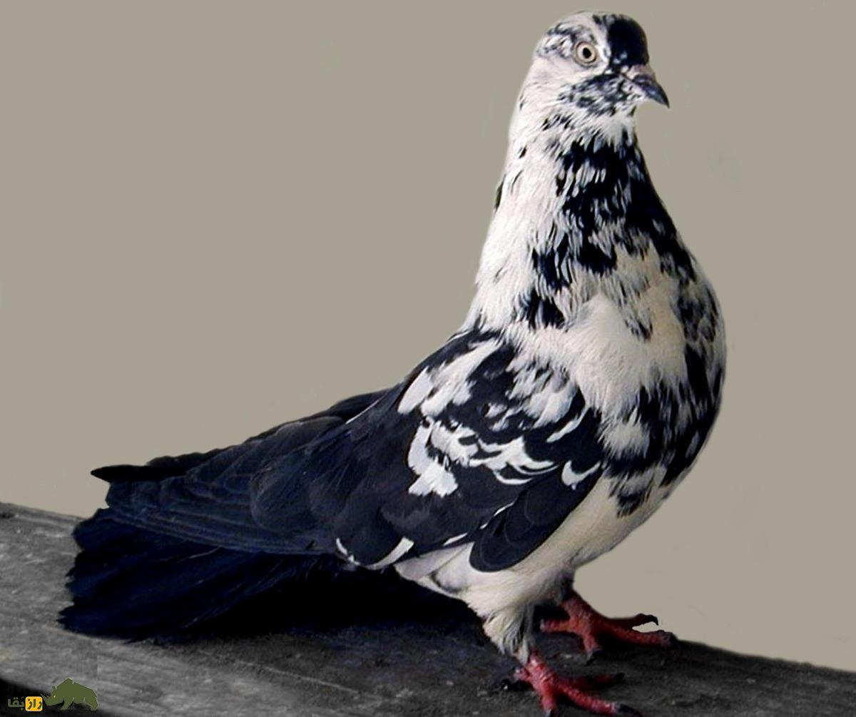 کبوتر اسکای‌کاتر؛ کبوتر اوکراینی معروف به آسمان‌شکن که مثل گلوله از پشت‌بام به آسمان پرواز می‌کند!