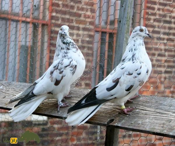 کبوتر اوکراینی؛ کبوتر معروف به آسمان‌شکن به مستقیم از قفسه به بالا پرواز می‌کند