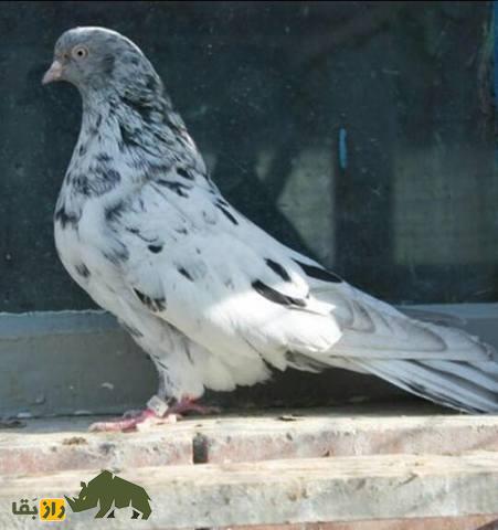 کبوتر اوکراینی؛ کبوتر معروف به آسمان‌شکن به مستقیم از قفسه به بالا پرواز می‌کند