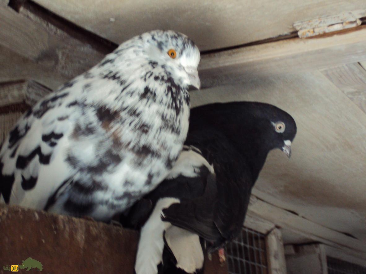 کبوتر اوکراینی؛ کبوتر معروف به آسمان‌شکن به مستقیم از قفسه به بالا پرواز می‌کند