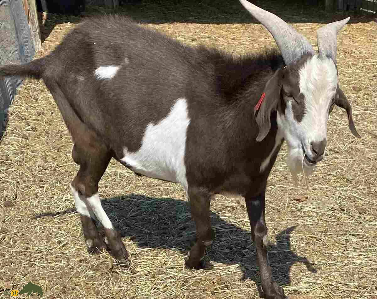 بز کیکو؛ بز ۱۶۰ کیلویی آمریکایی که به ماشین تولید گوشت‌ معروف است