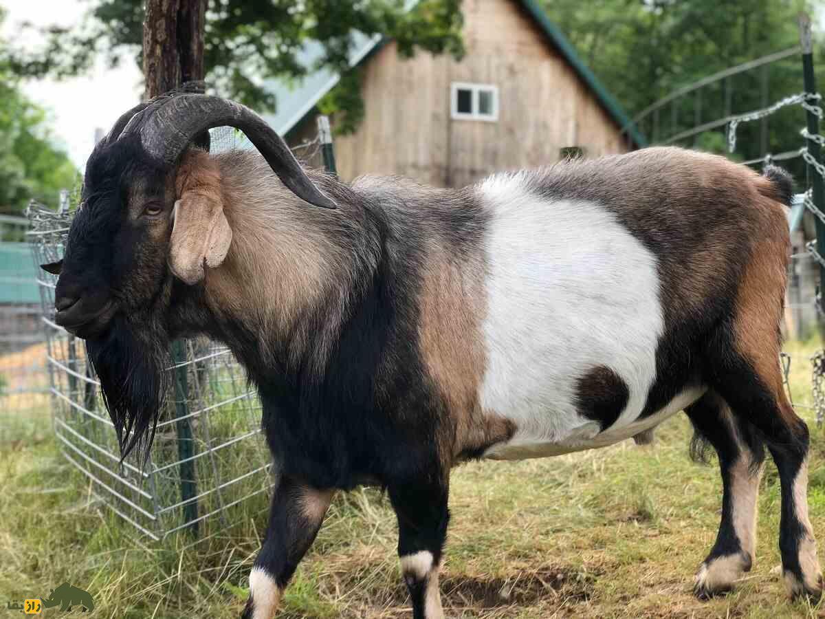 بز کیکو؛ بز ۱۶۰ کیلویی آمریکایی که به ماشین تولید گوشت‌ معروف است