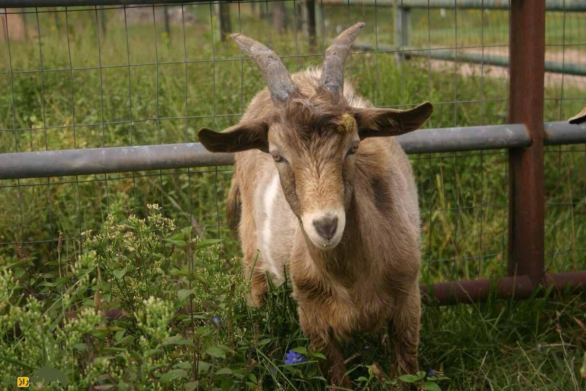 بز کیکو؛ بز ۱۶۰ کیلویی آمریکایی که به ماشین تولید گوشت‌ معروف است