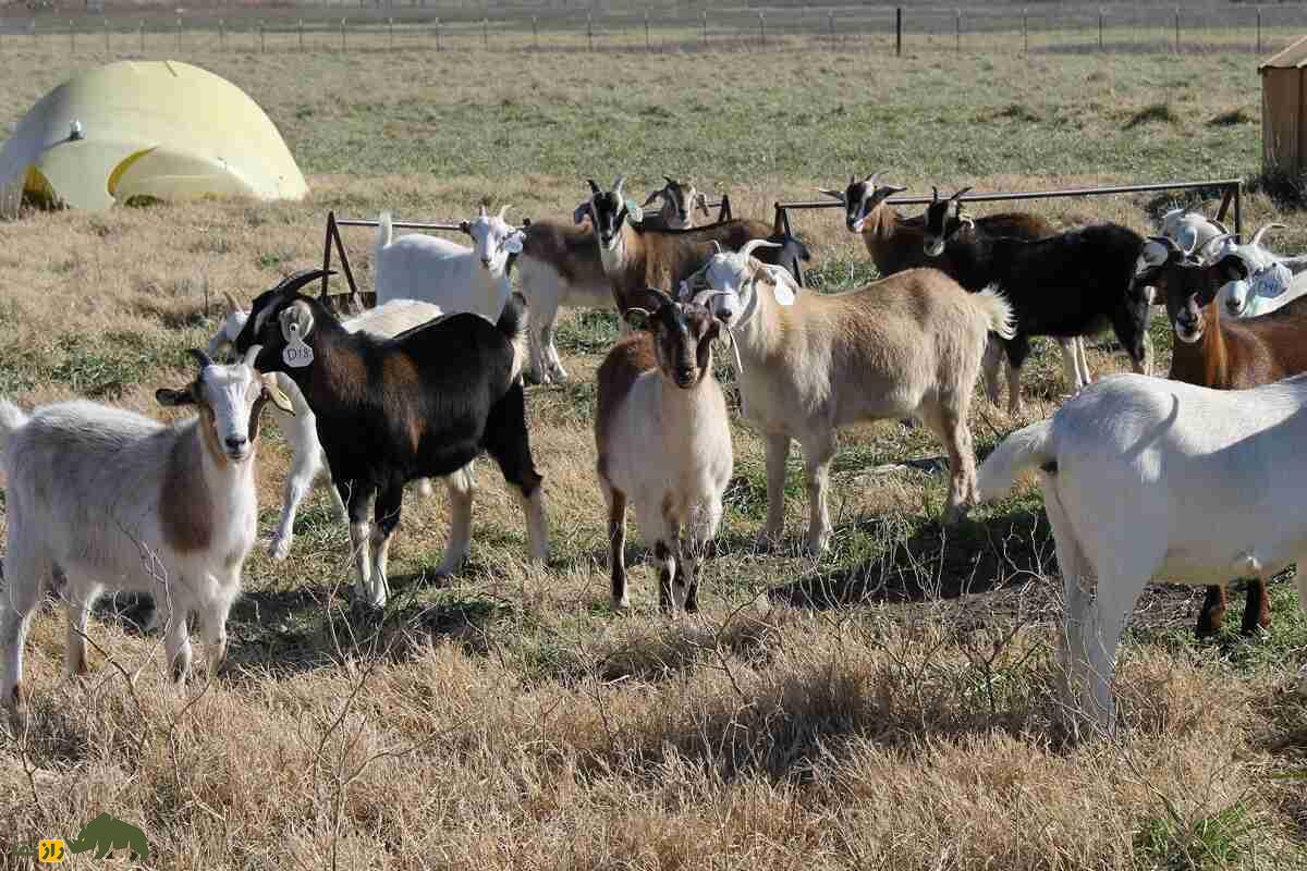 بز کیکو؛ بز ۱۶۰ کیلویی آمریکایی که به ماشین تولید گوشت‌ معروف است