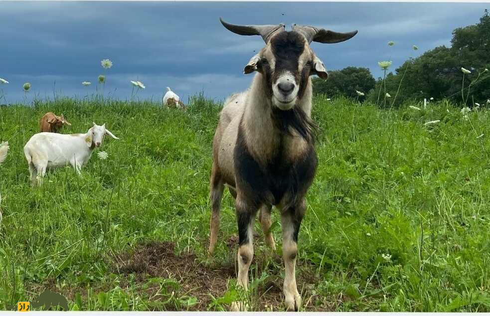 بز کیکو؛ بز ۱۶۰ کیلویی آمریکایی که به ماشین تولید گوشت‌ معروف است