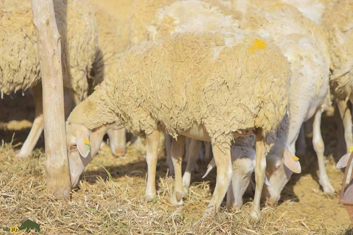 لاکون؛ گوسفند فرانسوی با بهترین شیر جهان که پنیر معروف «روکفور» از آن تهیه میشود لاکون؛ گوسفند فرانسوی با بهترین شیر جهان که پنیر معروف «روکفور» از آن تهیه میشود