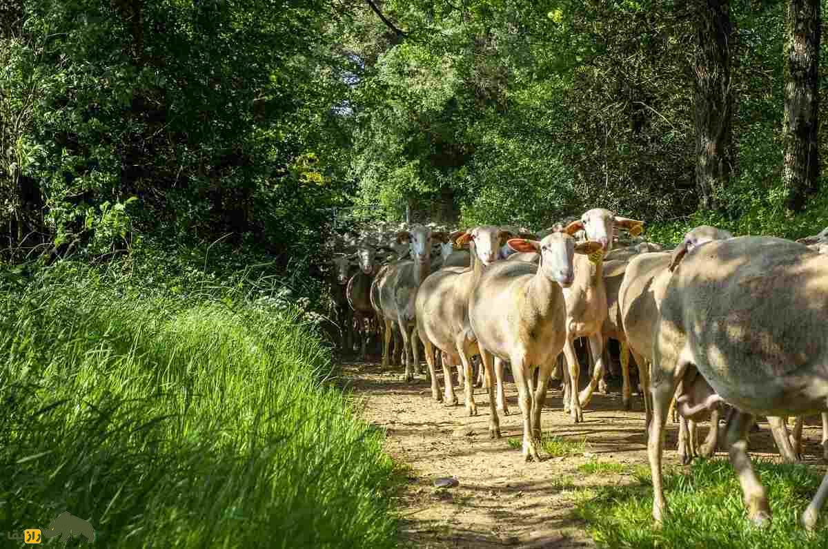 لاکون؛ گوسفند فرانسوی با بهترین شیر جهان که پنیر معروف «روکفور» از آن تهیه میشود لاکون؛ گوسفند فرانسوی با بهترین شیر جهان که پنیر معروف «روکفور» از آن تهیه میشود