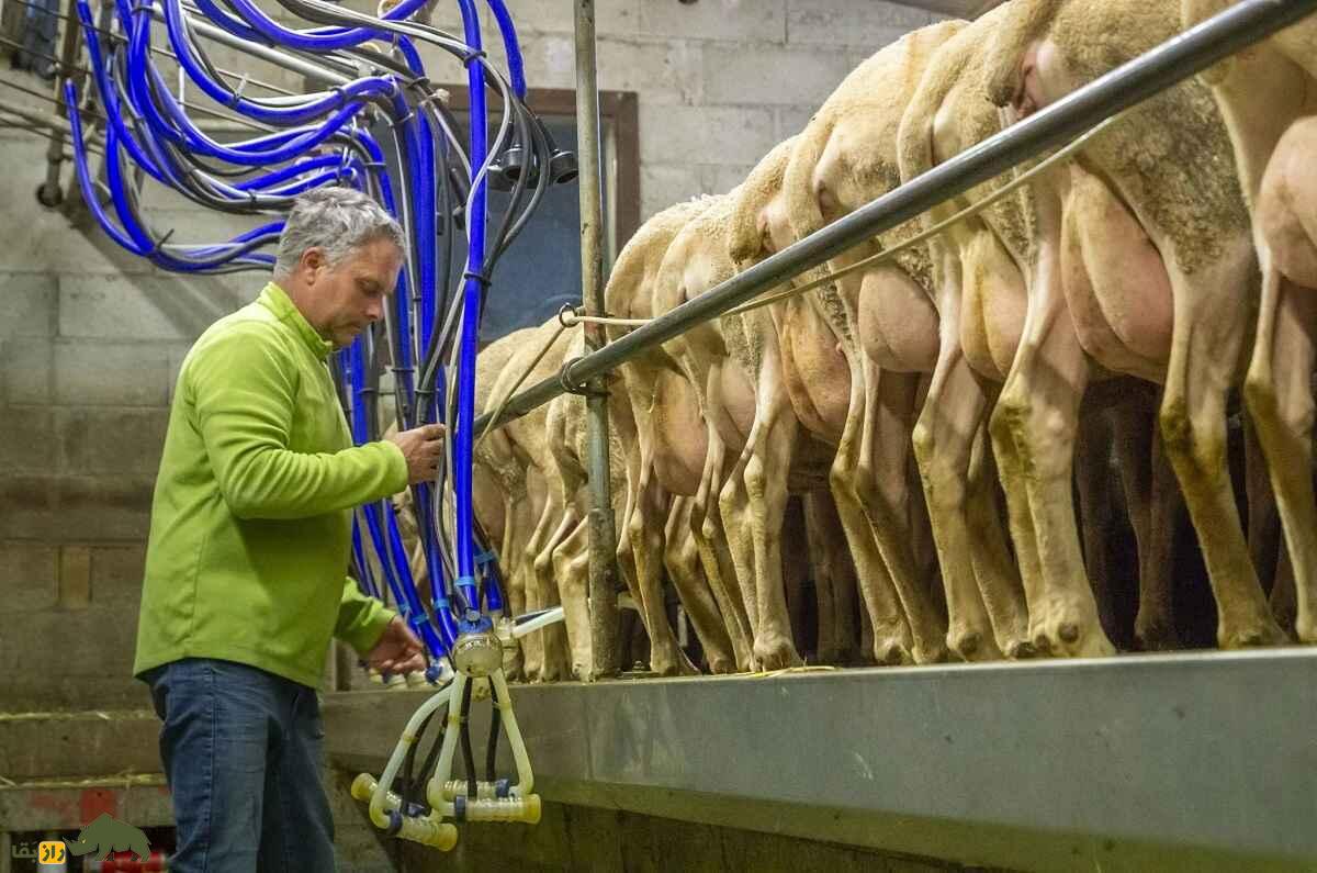 لاکون؛ گوسفند فرانسوی با بهترین شیر جهان که پنیر معروف «روکفور» از آن تهیه میشود لاکون؛ گوسفند فرانسوی با بهترین شیر جهان که پنیر معروف «روکفور» از آن تهیه میشود