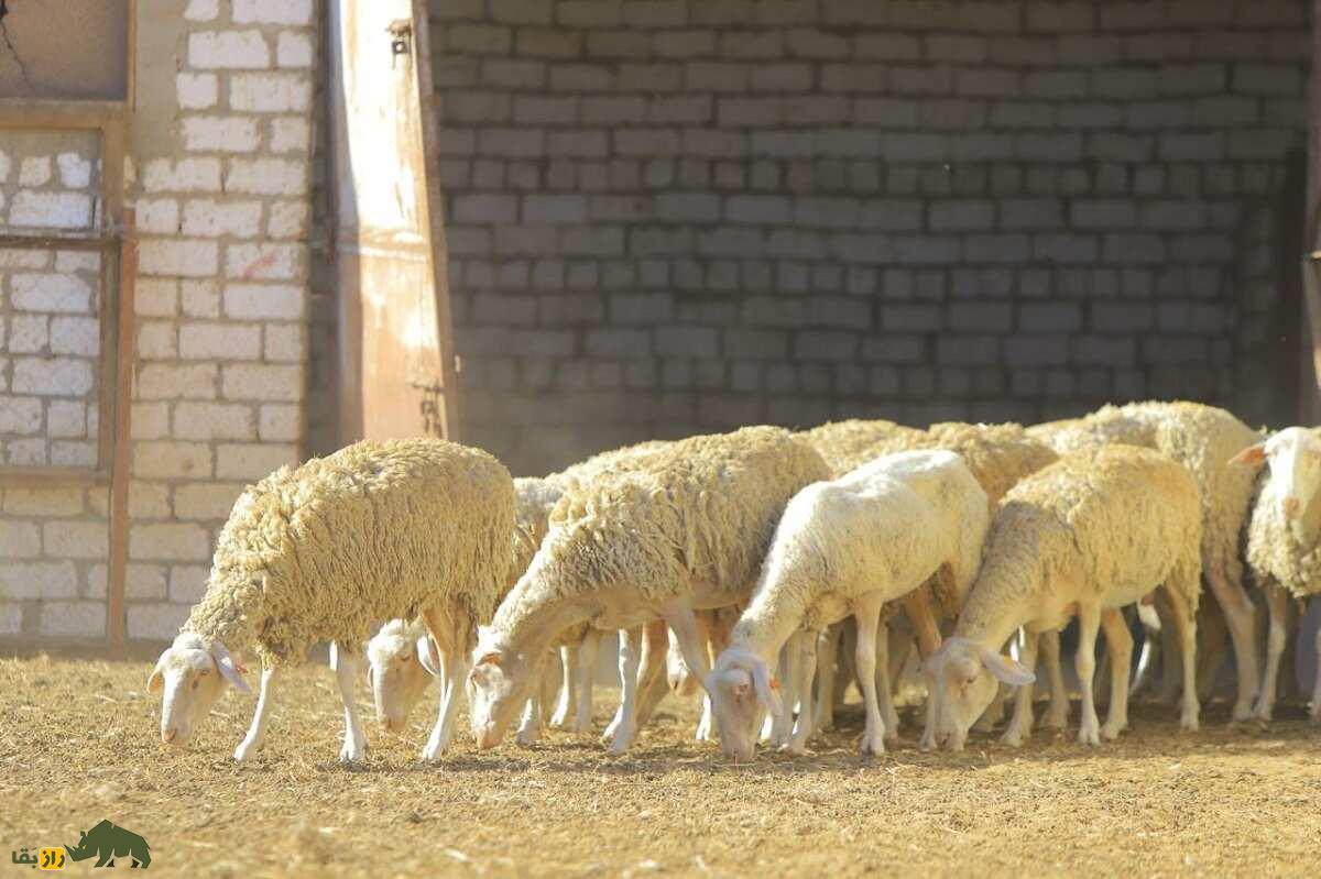 لاکون؛ گوسفند فرانسوی با بهترین شیر جهان که پنیر معروف «روکفور» از آن تهیه میشود لاکون؛ گوسفند فرانسوی با بهترین شیر جهان که پنیر معروف «روکفور» از آن تهیه میشود