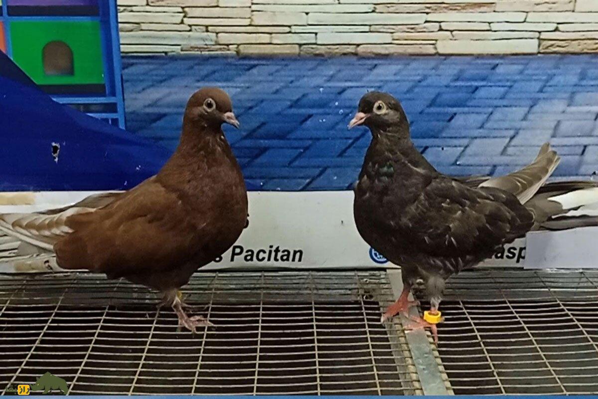 کبوتر اسکای‌کاتر؛ کبوتر اوکراینی معروف به آسمان‌شکن که مثل گلوله از پشت‌بام به آسمان پرواز می‌کند!