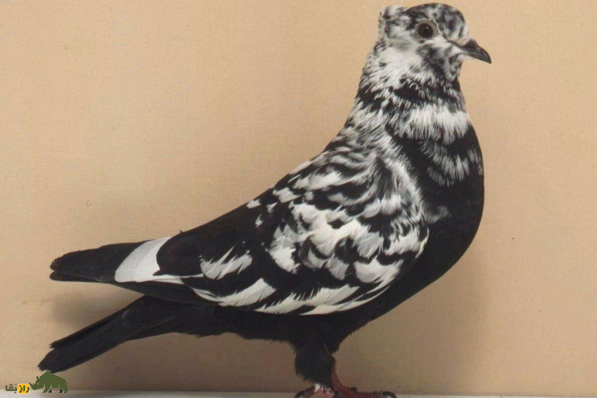 کبوتر اسکای‌کاتر؛ کبوتر اوکراینی معروف به آسمان‌شکن که مثل گلوله از پشت‌بام به آسمان پرواز می‌کند!