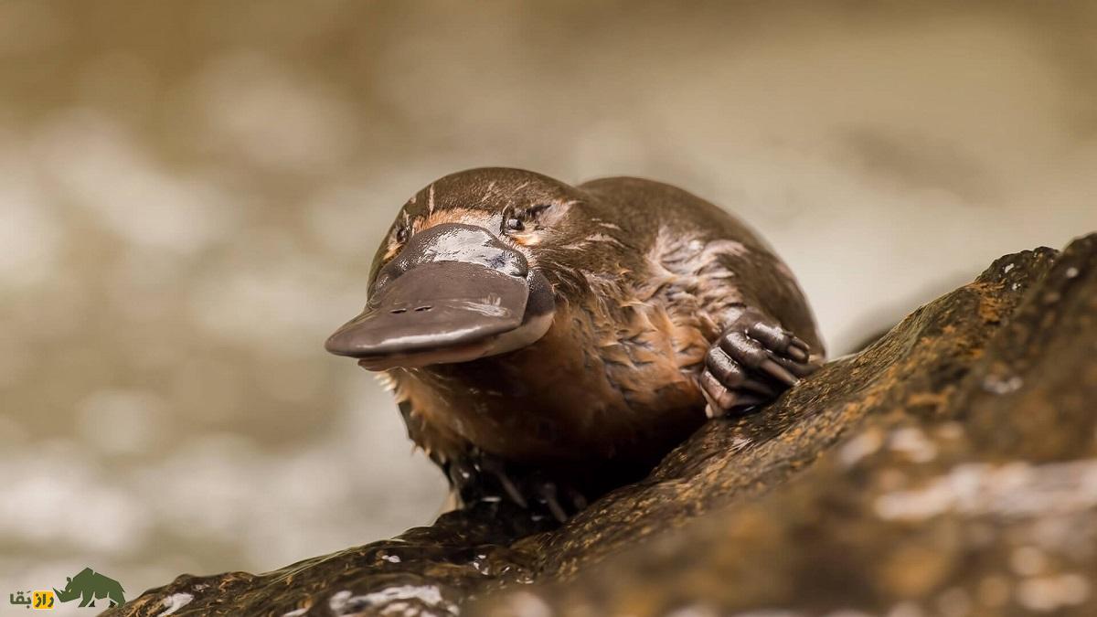 پلاتیپوس عجیب‌ترین پستاندار جهان؛ جانور اسطوره‌ای که منقار دارد، معده ندارد و از پوستش شیر ترشح می‌شود