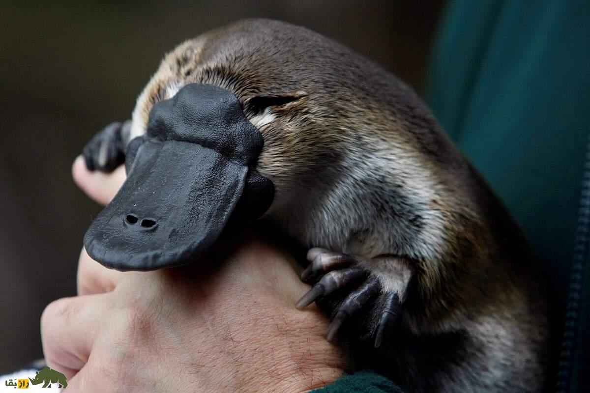 پلاتیپوس؛ جانور اسطوره‌ای که منقار دارد، معده ندارد و از پوستش شیر ترشح می‌شود