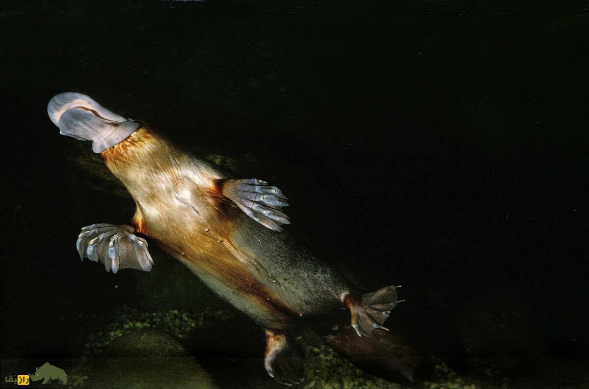 پلاتیپوس؛ جانور اسطوره‌ای که منقار دارد، معده ندارد و از پوستش شیر ترشح می‌شود