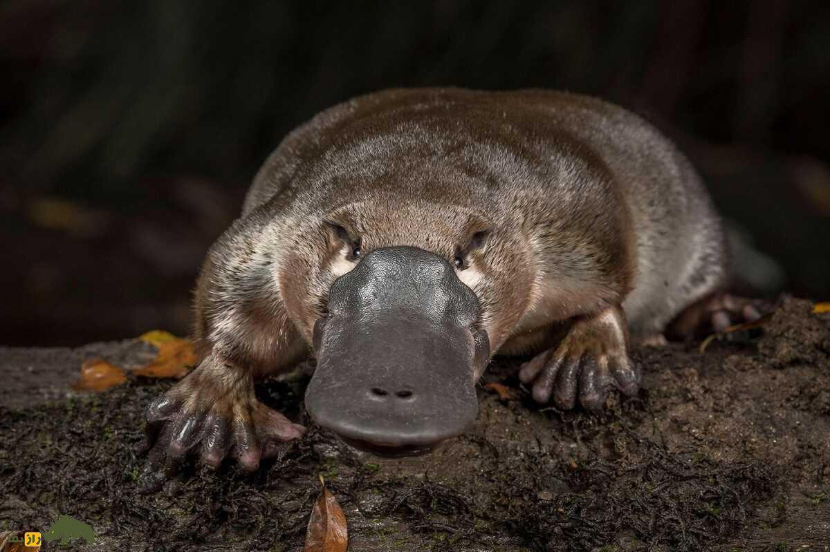 پلاتیپوس؛ جانور اسطوره‌ای که منقار دارد، معده ندارد و از پوستش شیر ترشح می‌شود