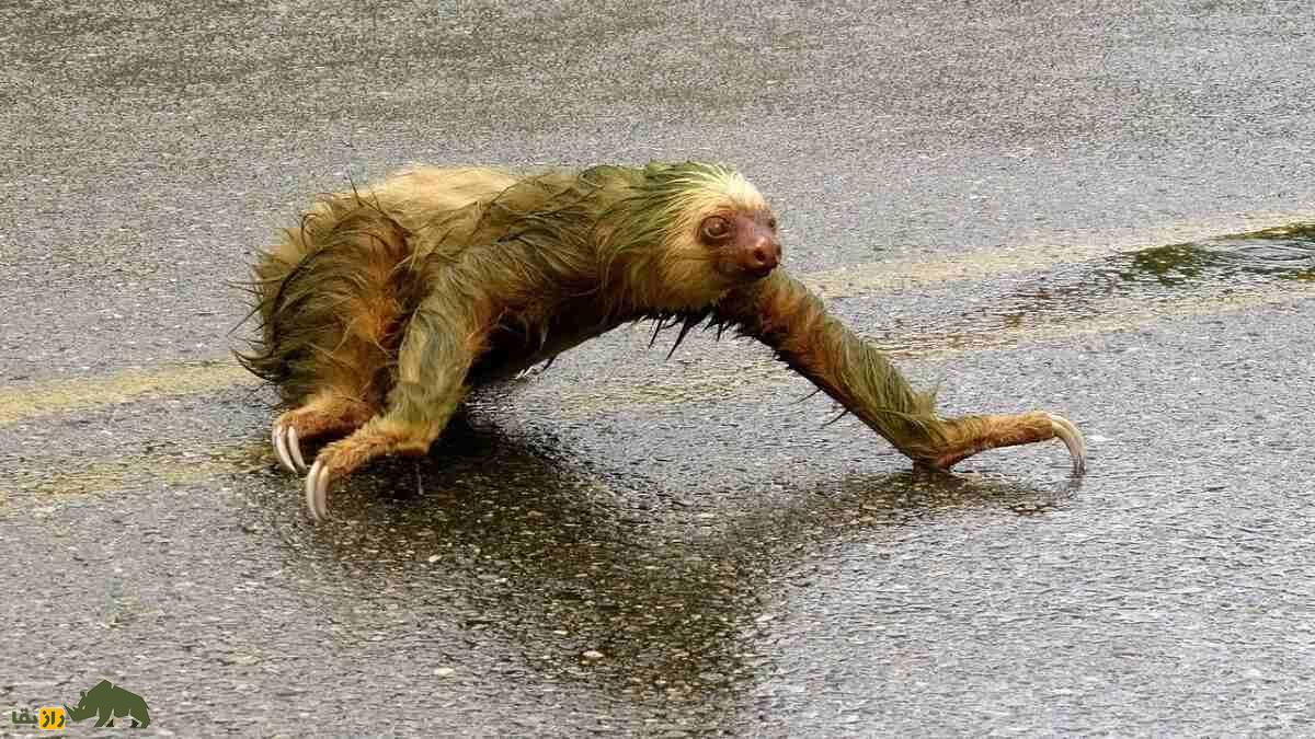 تنبل؛ حیوانی که مدفوعش یک سوم وزن بدنش است، روی خَزش جلبک رشد می‌کند و یک برگ را در یک ماه هضم می‌کند