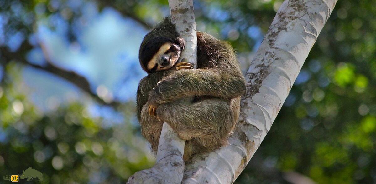 تنبل؛ حیوانی که مدفوعش یک سوم وزن بدنش است، روی خَزش جلبک رشد می‌کند و یک برگ را در یک ماه هضم می‌کند