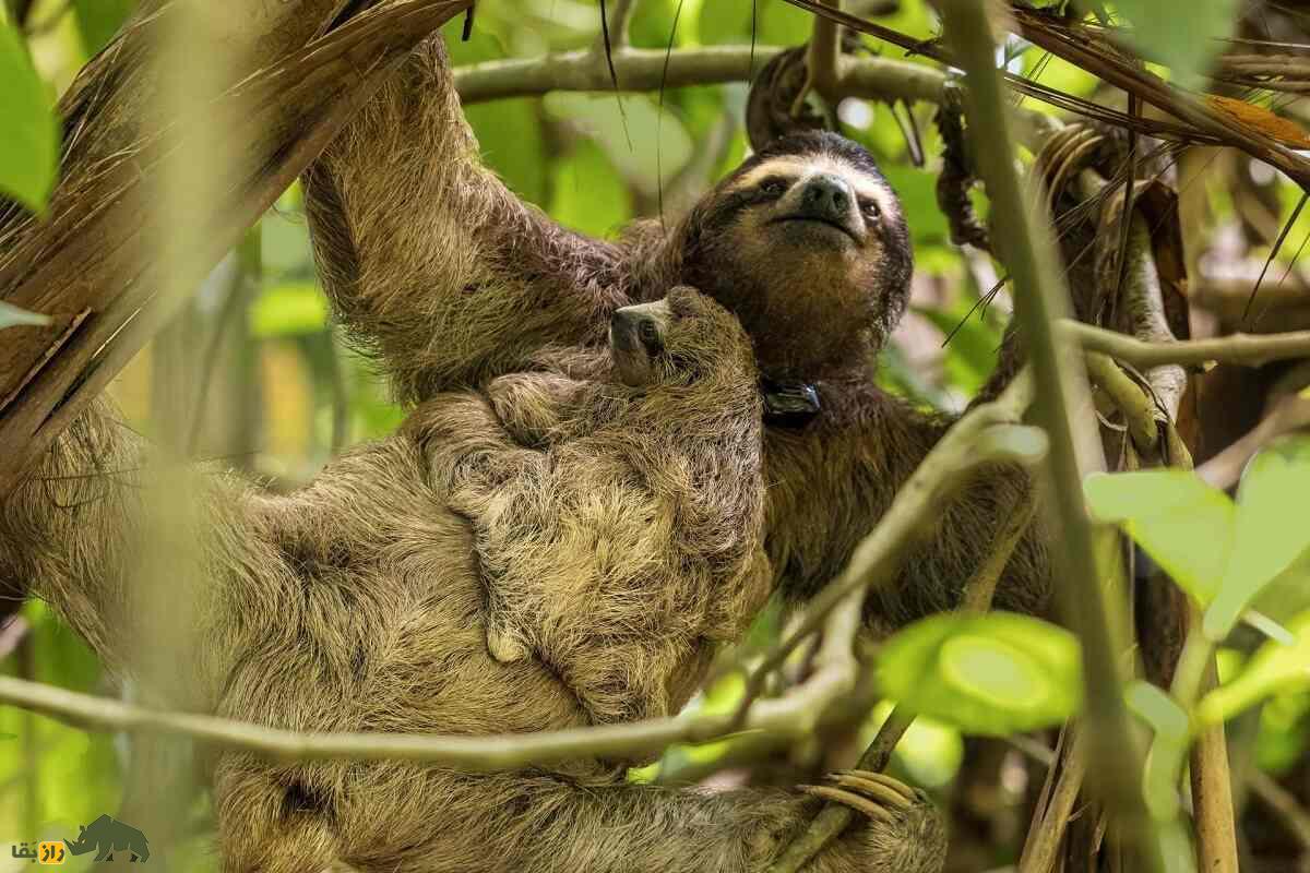 تنبل؛ حیوانی که مدفوعش یک سوم وزن بدنش است، روی خَزش جلبک رشد می‌کند و یک برگ را در یک ماه هضم می‌کند